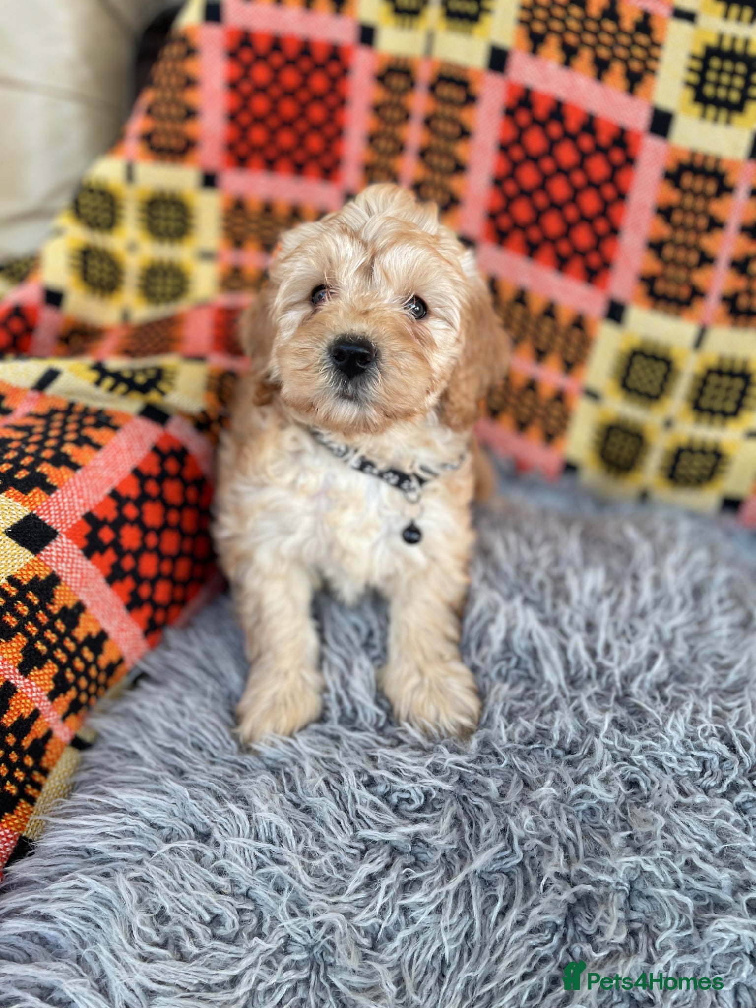 Cavachon dogs Cavapoochon boys and girls - Advert 2