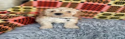 Cavachon dogs for sale: Cavapoochon boys and girls - Advert 2