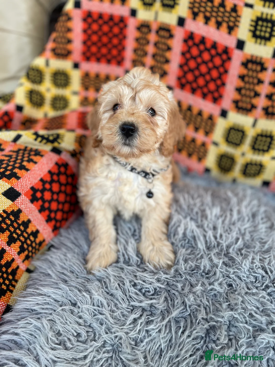 Cavachon dogs for sale: Cavapoochon boys and girls - Advert 2
