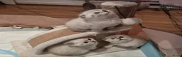 Scottish Fold cats for sale: Scottish Straight and Scottish Fold  - Advert 7