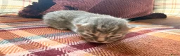 Mixed Breed cats for sale: Beautiful British Shorthaired Cross Kittens - Advert 34