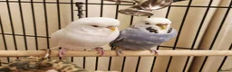 Budgerigars birds for sale: Male and female bonded Budgies need new home - Advert 2