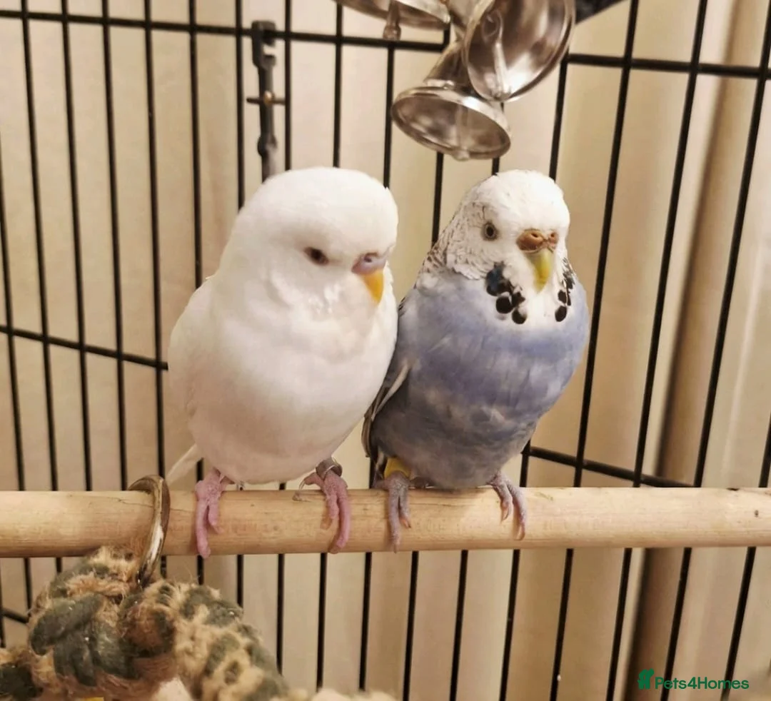 Budgerigars birds for sale: Male and female bonded Budgies need new home - Advert 2