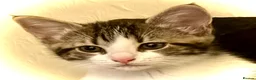 Mixed Breed cats for sale: Tabby white kitten gorgeous face vibrant markings - Advert 4