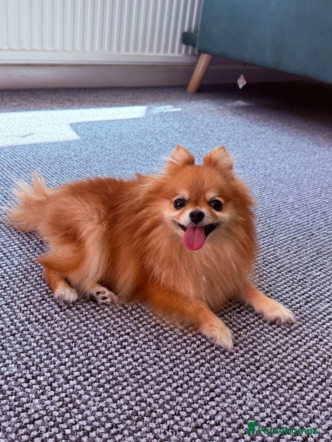 Pomeranian dogs for sale: Pomeranian  - Advert 5