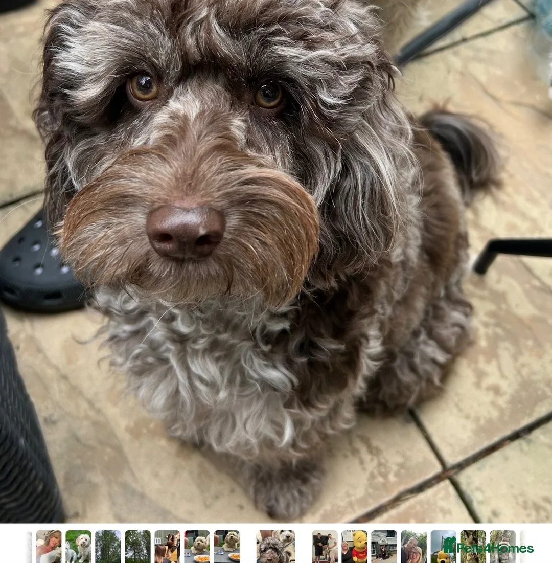 Cavapoo dogs for sale: Tri colour Cavapoo boy - Advert 1