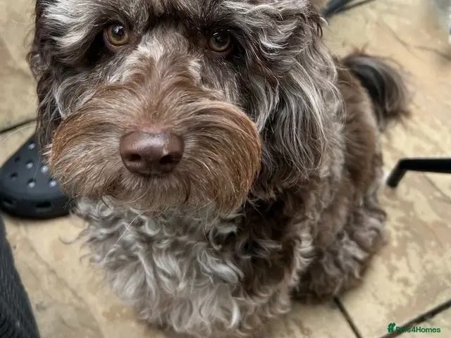 Cavapoo dogs Tri colour Cavapoo boy - Advert 5