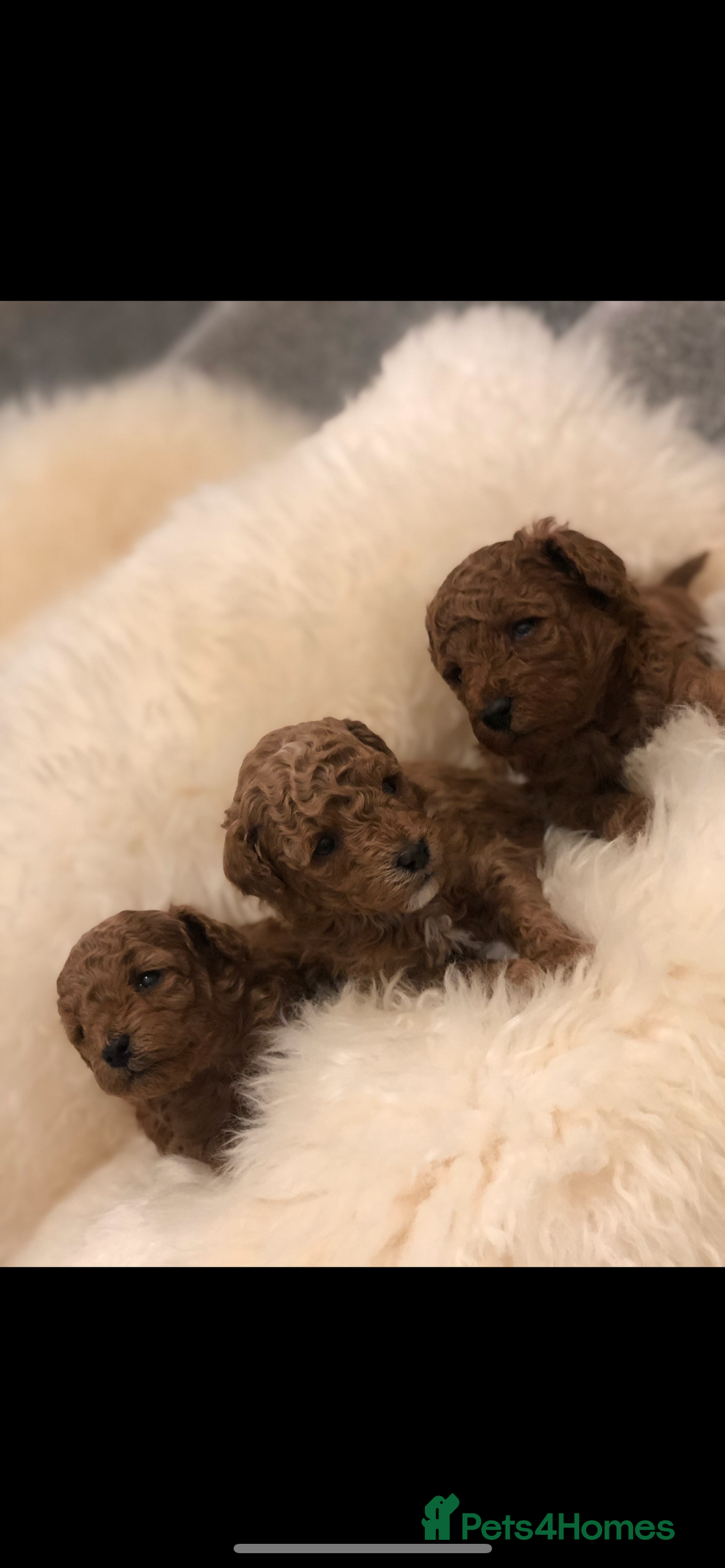 Toy Poodle dogs for sale: Tiny toy poodle puppies  Asian lines  - Image 3