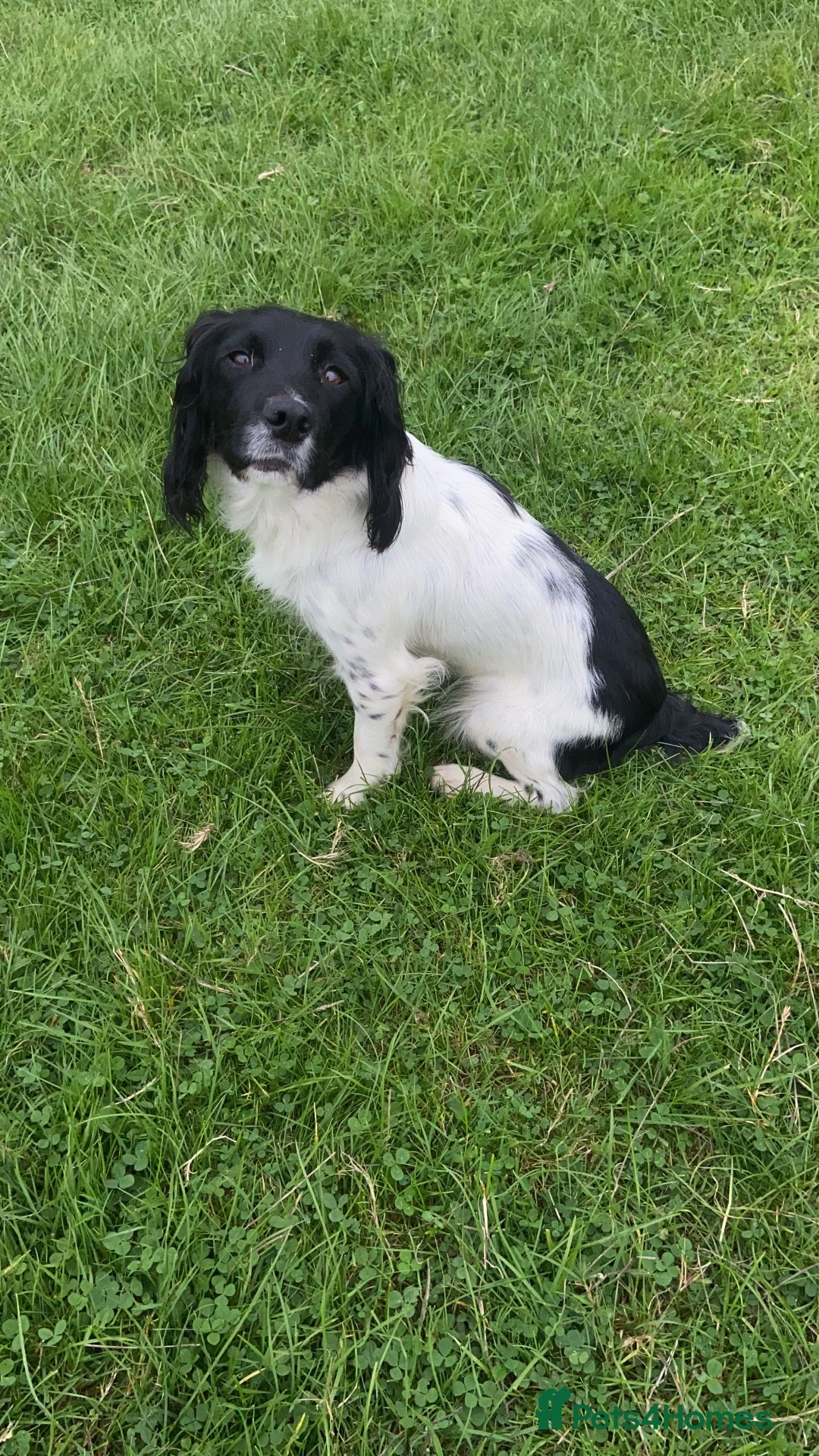 Sproodle dogs for sale: Sproodle  - Advert 1