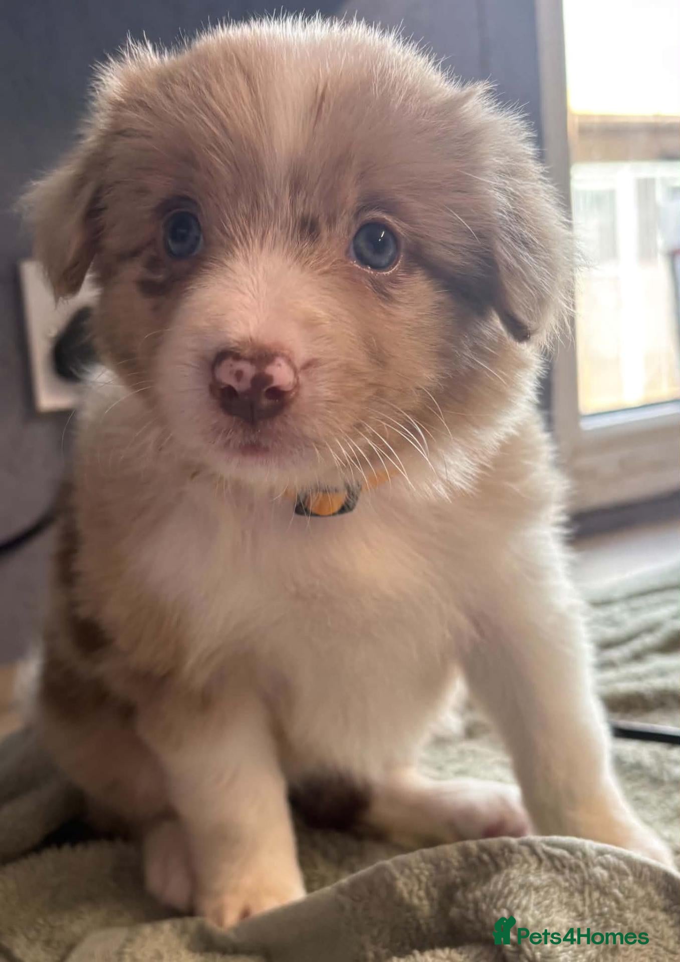 Border Collie dogs Stunning Border Collie puppies - Advert 1