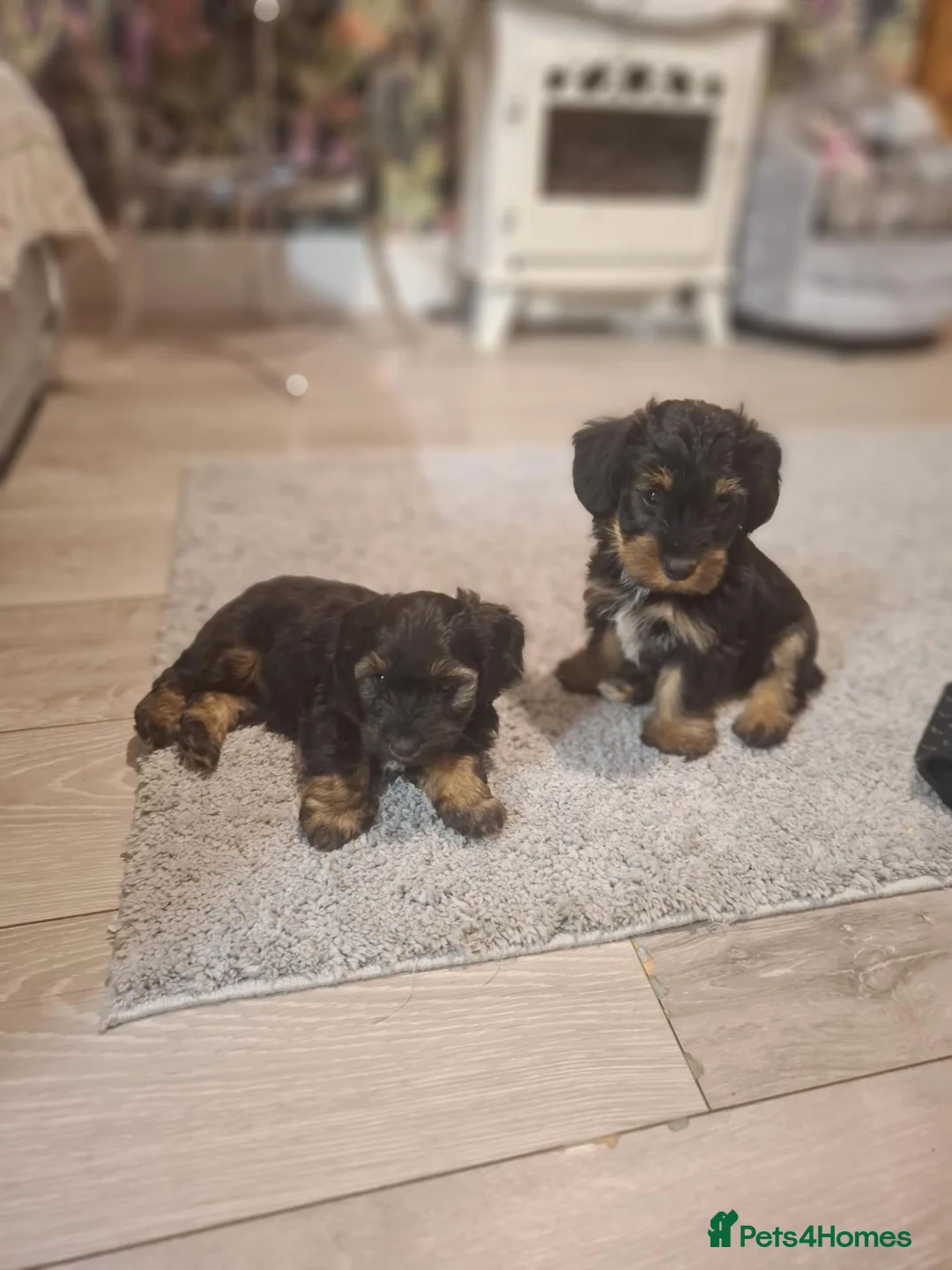 Jackapoo dogs for sale: Jackapoo Puppies - Advert 1