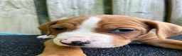 Mixed Breed dogs for sale: Puppies  in Liverpool - Advert 3