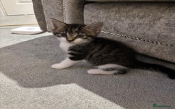 Mixed Breed cats for sale: Kittens for sale  - Image 2