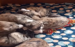 Whippet dogs for sale: Top Class Whippet Puppies bred from Champions - Image 37
