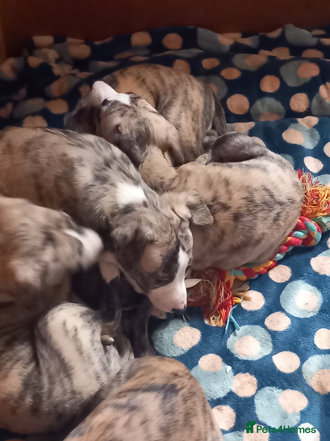 Whippet dogs for sale: Top Class Whippet Puppies bred from Champions - Image 37