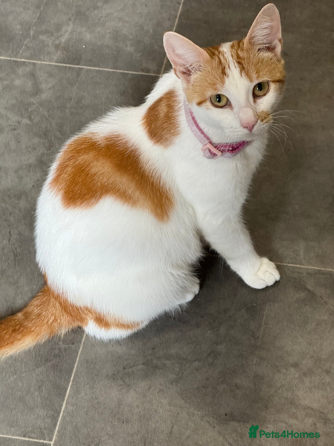 British Shorthair cats for sale: Female cat available  - Image 1