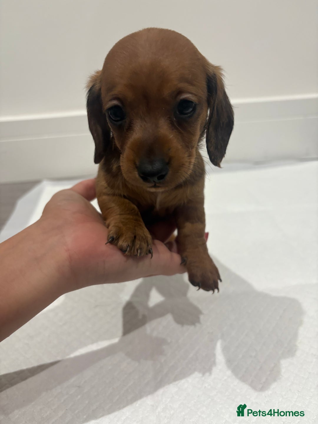 Miniature Dachshund dogs for sale: Beautiful little miniature dachshund girl  - Image 4