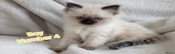 Ragdoll cats for sale: Ragdoll Kitten Boys and Girls  - Advert 12