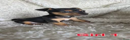 Jack Russell dogs for sale: Lilac and tan/black and tan Jack Russel puppies  in Eastbourne - Advert 14