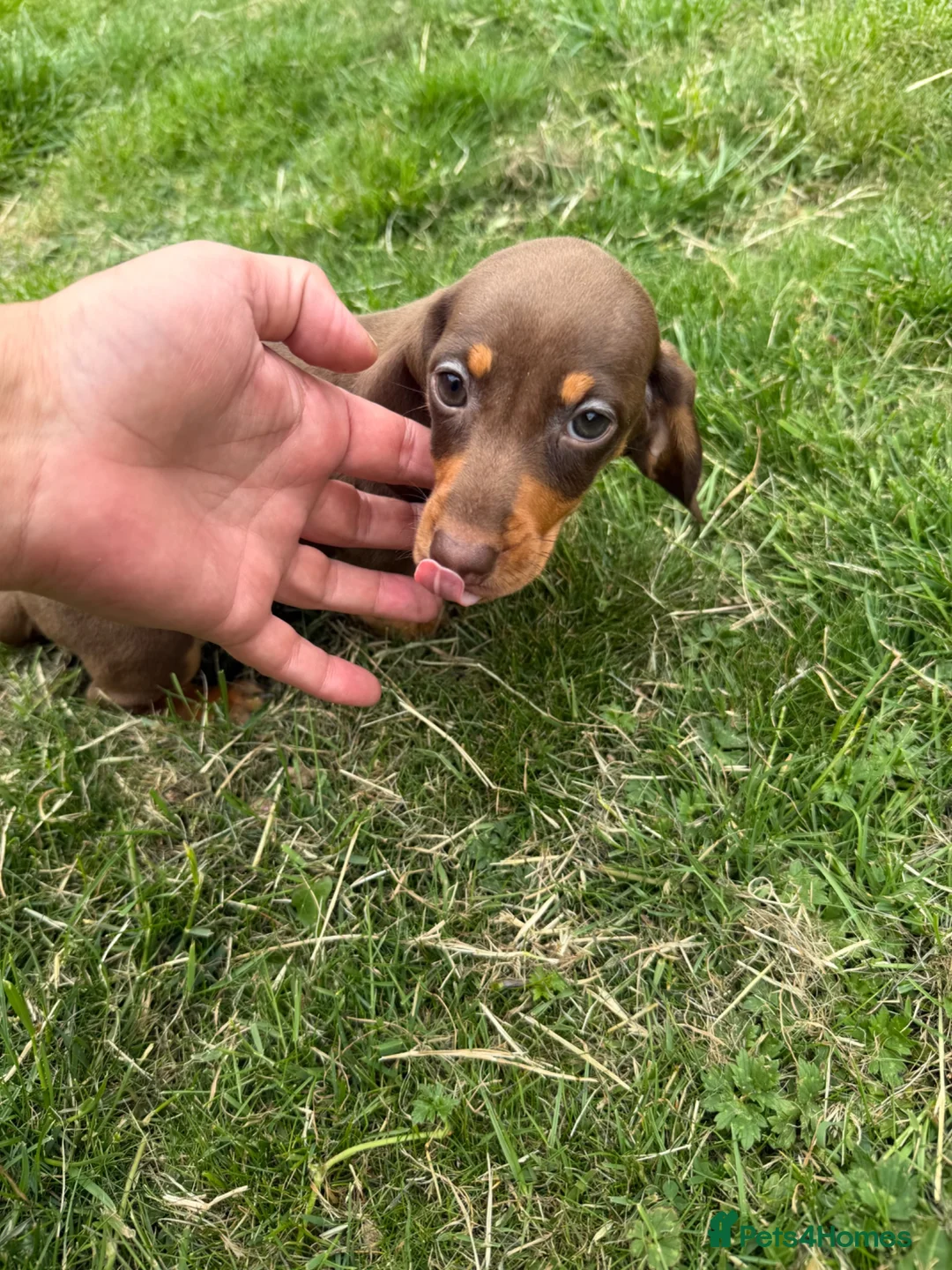 Miniature Dachshund dogs for sale: Miniature Dachshunds puppies in Bishop Auckland - Advert 1