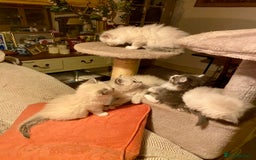 Siberian cats for sale: x5 Adorable Pure Siberian Kittens to re-home😻 - Image 4