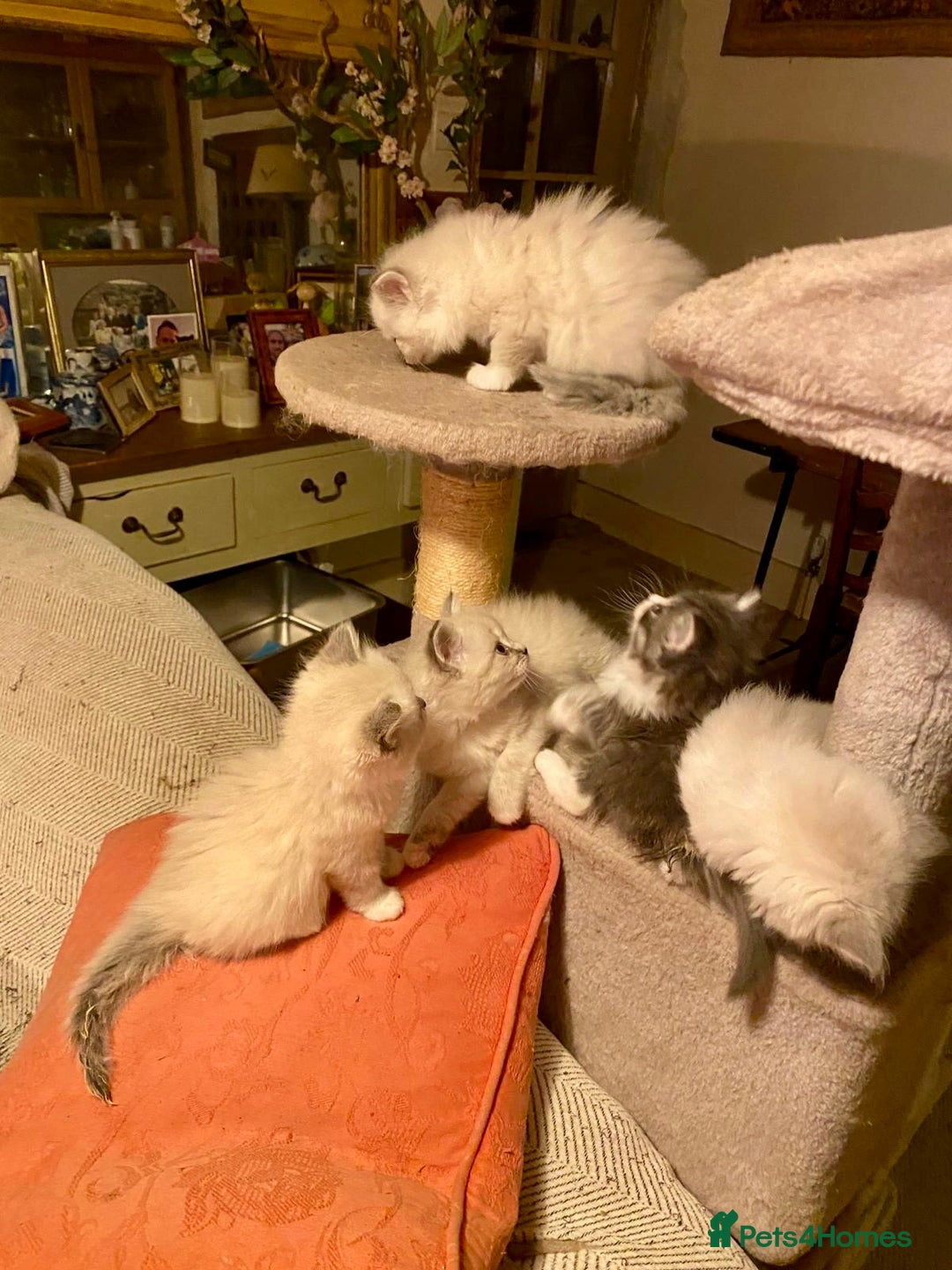 Siberian cats for sale: x5 Adorable Pure Siberian Kittens to re-home😻 - Image 4