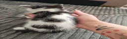 Domestic Shorthair cats for sale: Very playful and lovely kittens - Advert 9