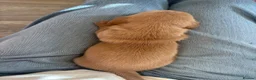 Miniature Dachshund dogs for sale: Miniature Dachshund puppies x1 boy and x1 girl in ELY - Advert 3