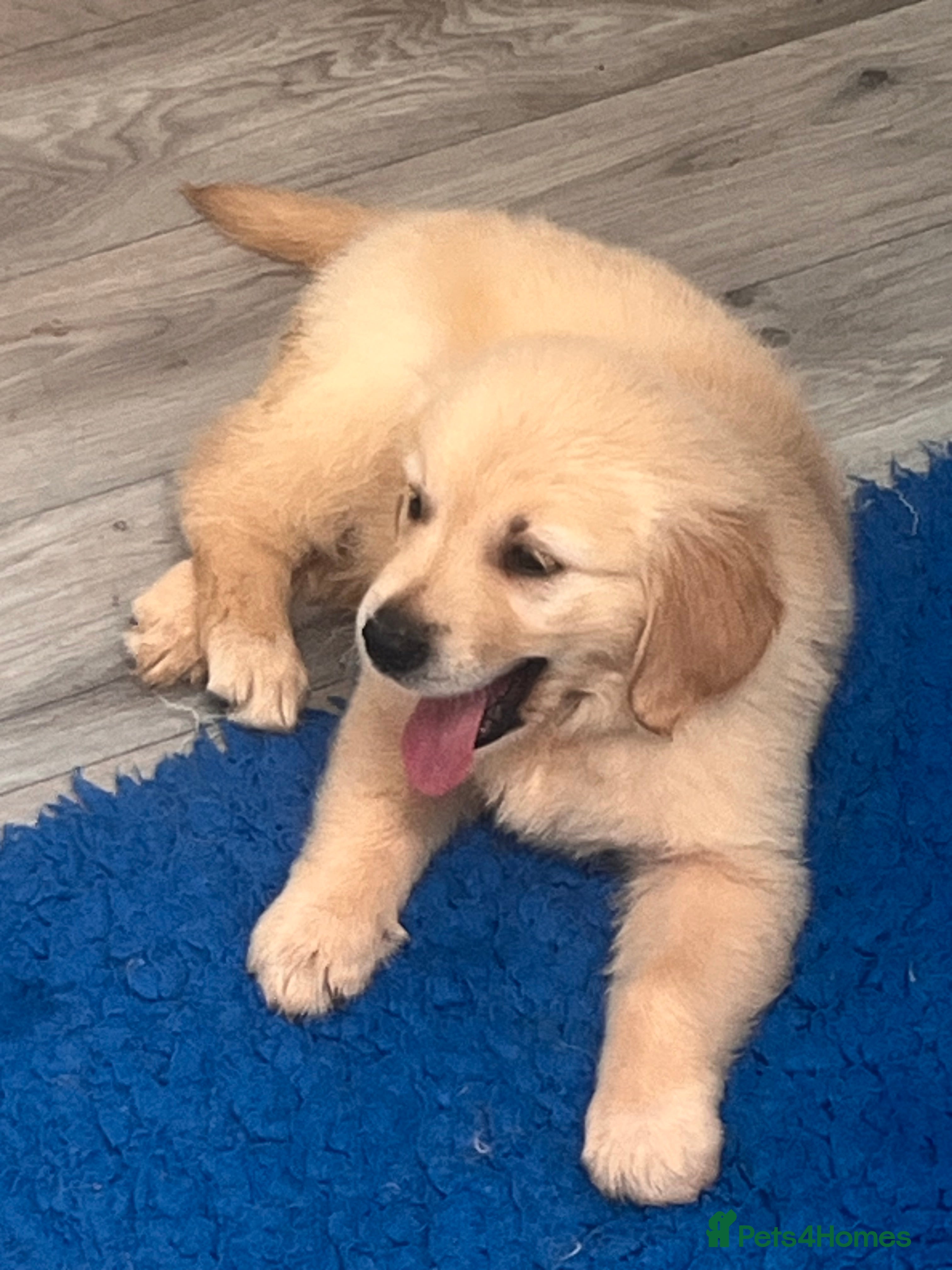 Golden Retriever dogs No more time wasters little ones ready next week  - Advert 2