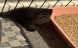 Mixed Breed cats for sale: 4 beautiful mixed kittens  - Image 7