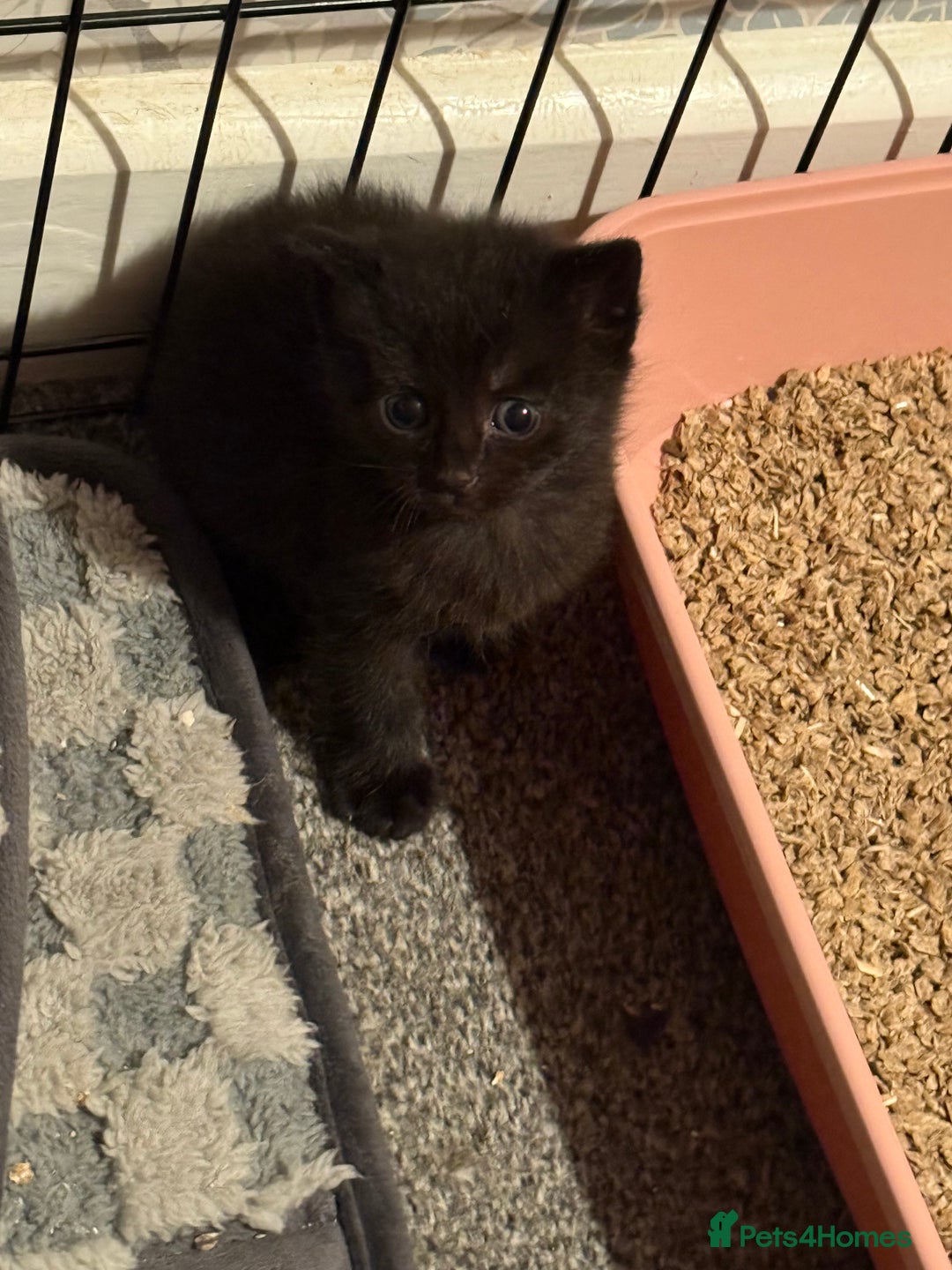 Mixed Breed cats for sale: 4 beautiful mixed kittens  - Image 7