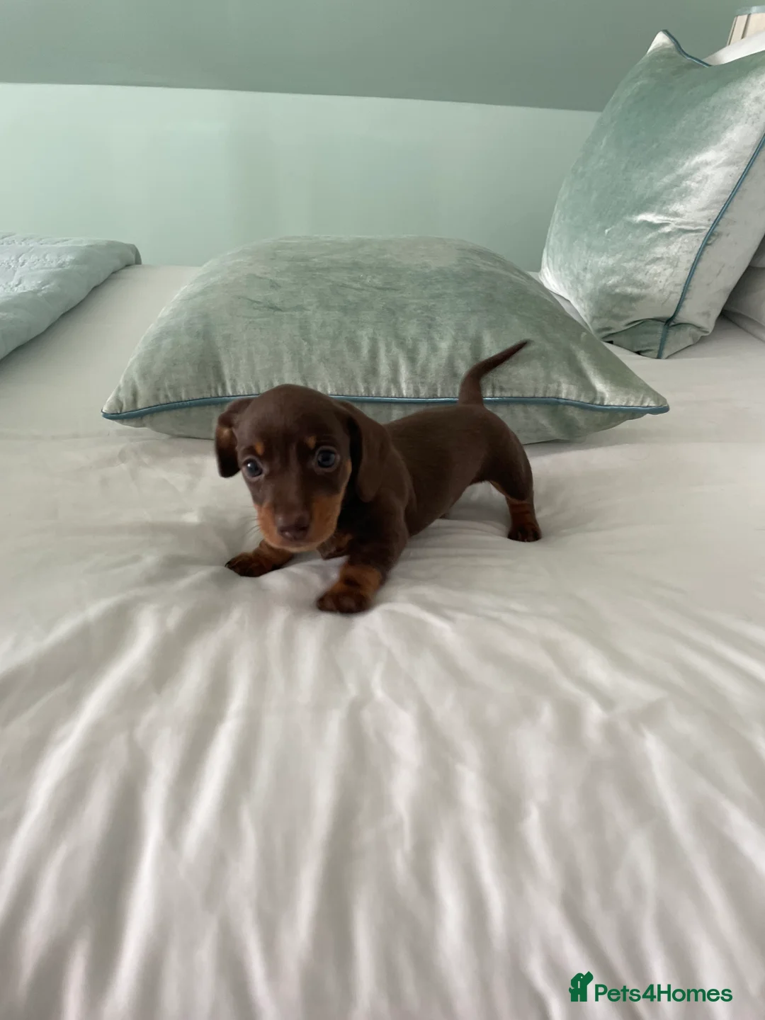 Dachshund dogs for sale: Dachshund  - Advert 1