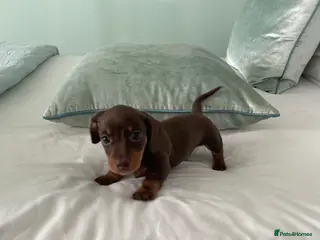 Dachshund dogs Dachshund - Advert 4