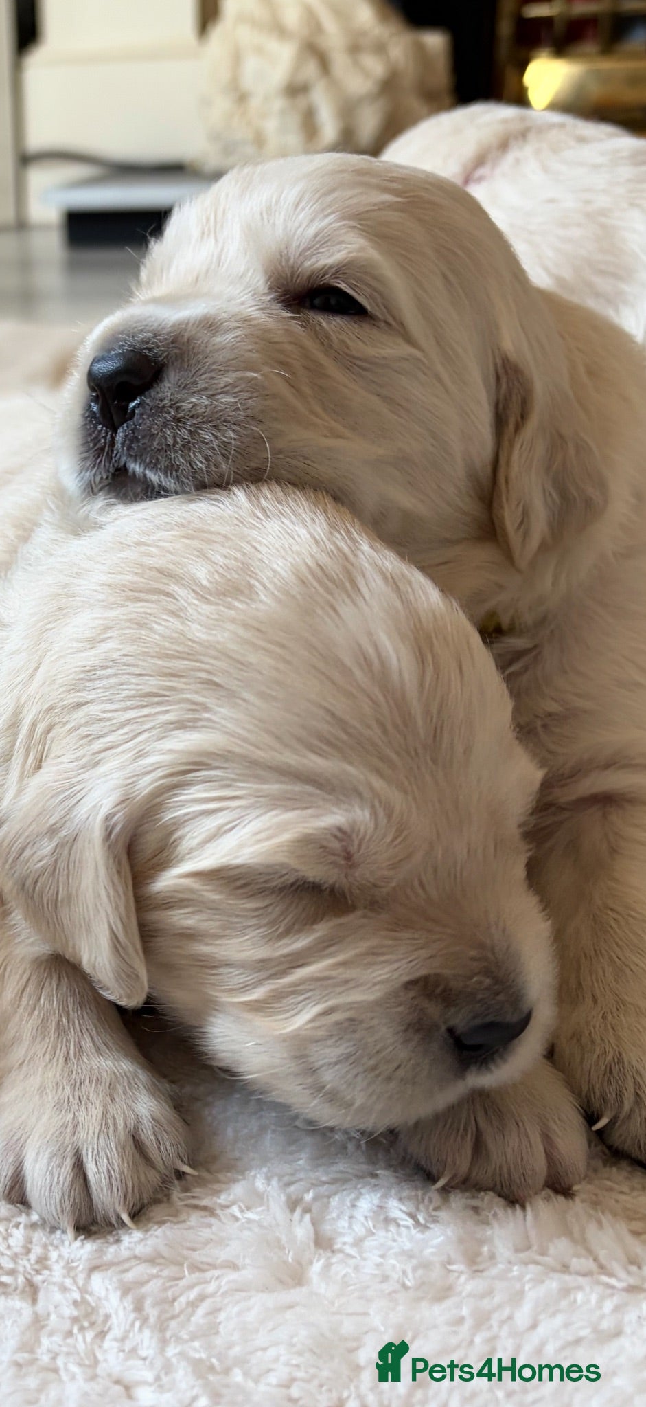 Golden Retriever dogs BEAUTIFUL KC REG SHOW GOLDEN RETRIEVER PUPPIES - Advert 15