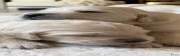Golden Retriever dogs for sale: BEAUTIFUL KC REG SHOWLINE GOLDEN RETRIEVER PUPPIES - Advert 20