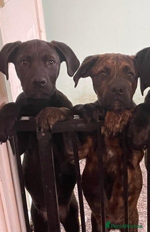 Mixed Breed dogs - Advert 3