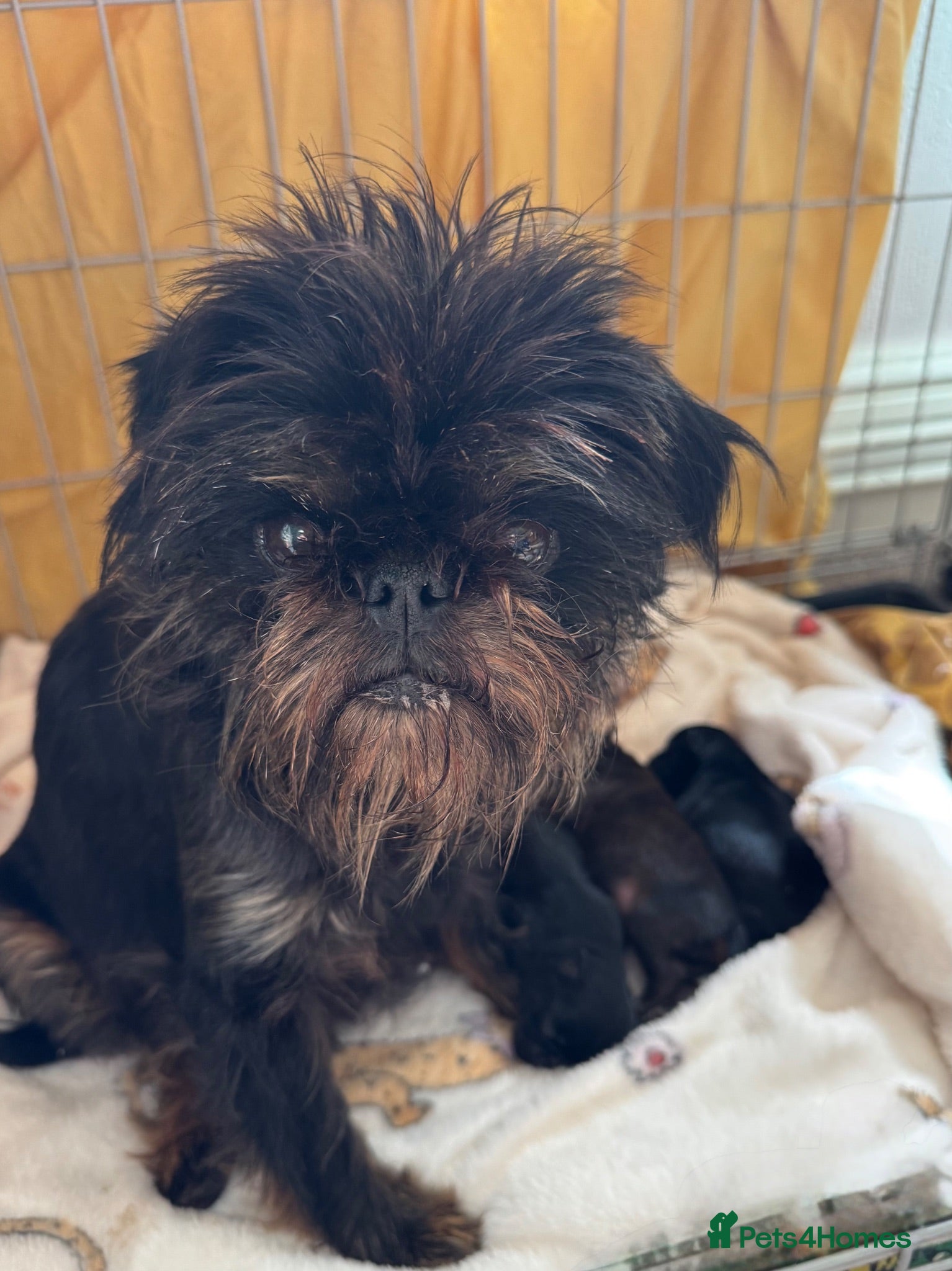 Griffon Bruxellois dogs Beautiful litter of Rough Brussels Griffons - Advert 10