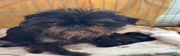 Griffon Bruxellois dogs for sale: Beautiful litter of Rough Brussels Griffons - Advert 1