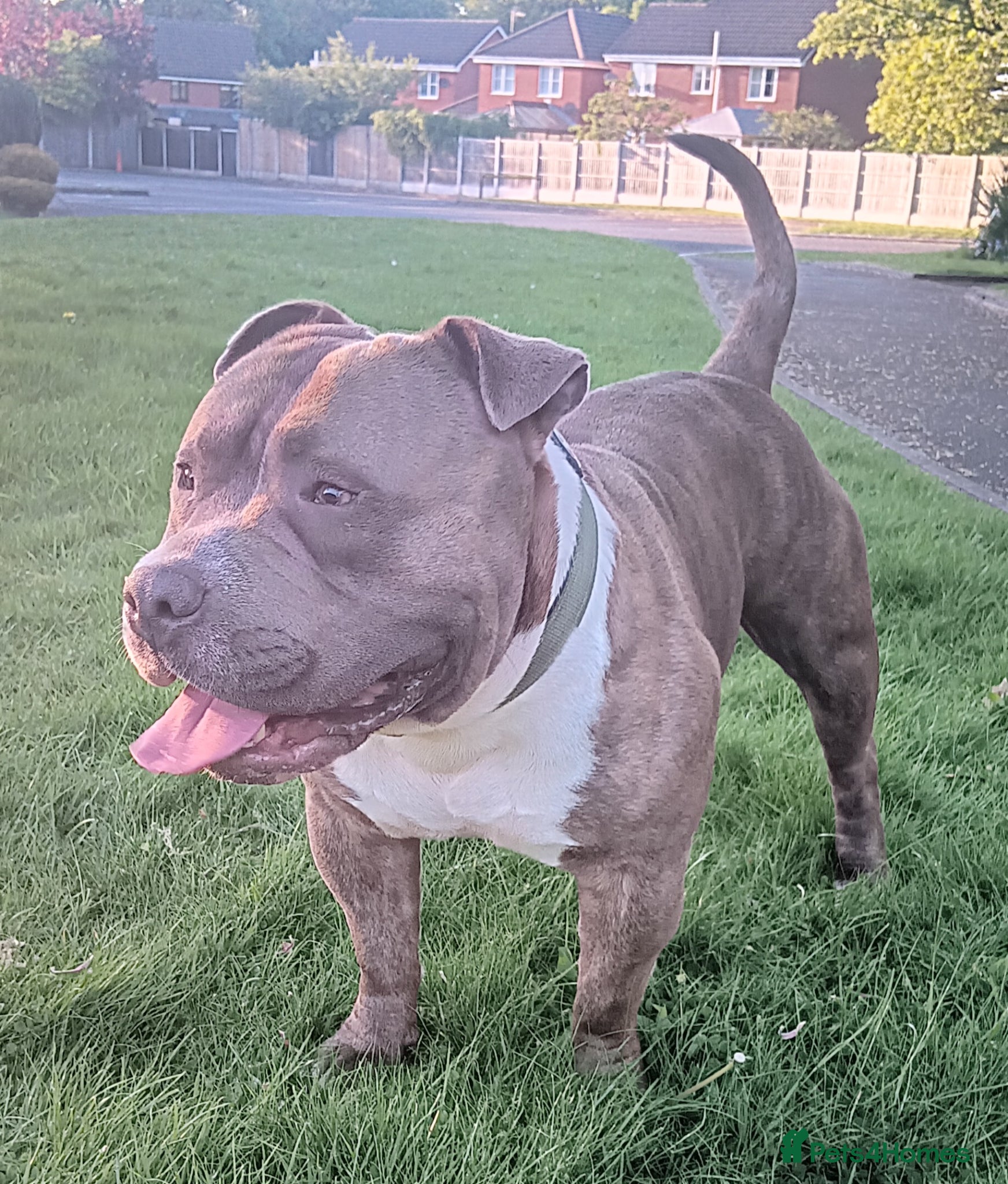 American Bully dogs Pocket bully for stud  - Advert 3