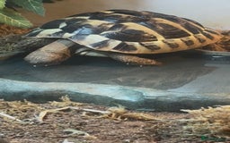 Hermann Tortoise reptiles for sale: Herman’s tortoise for sale  - Image 5