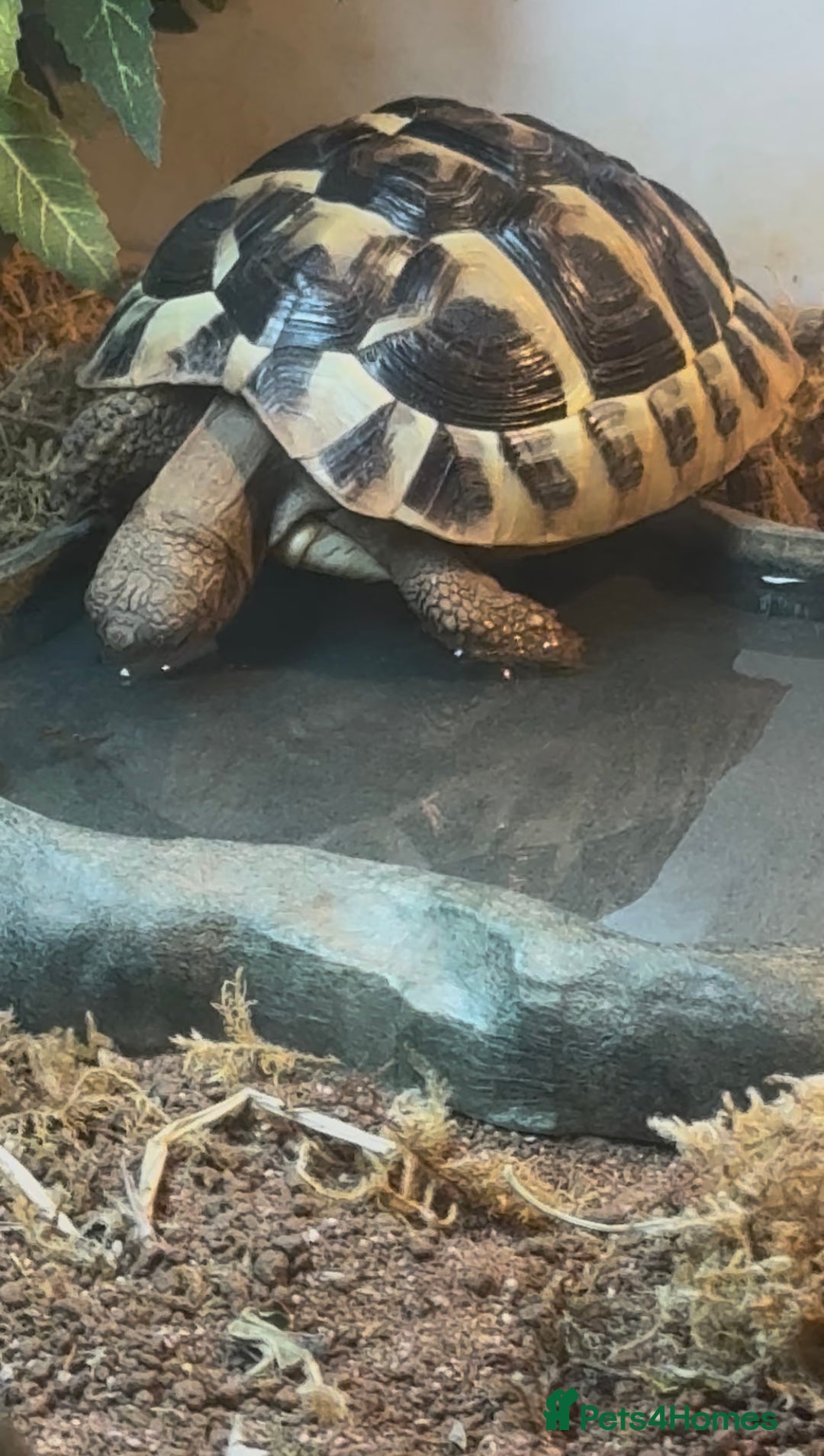 Hermann Tortoise reptiles for sale: Herman’s tortoise for sale  - Image 5