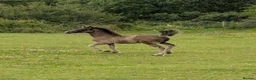 Welsh Section D horses for sale: Bred in purple all-rounder  - Advert 3