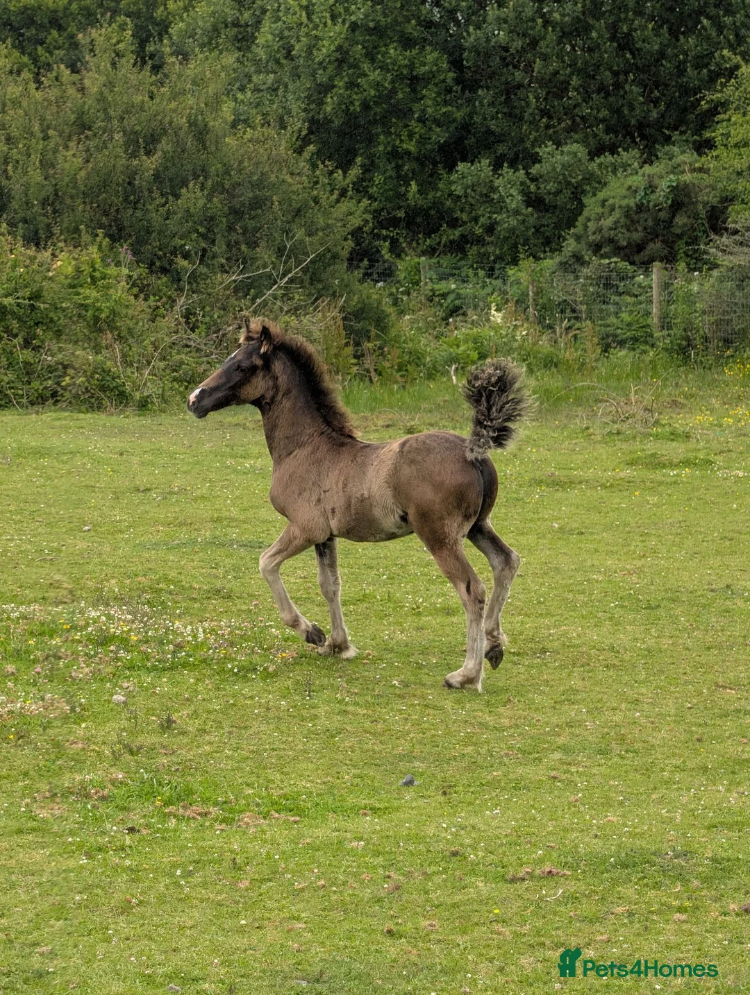 Welsh Section D horses for sale: Bred in purple all-rounder  - Advert 3