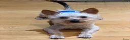 Yorkshire Terrier dogs for stud: KC Registered Blue & Tan Yorkshire Terrier STUD - Advert 5