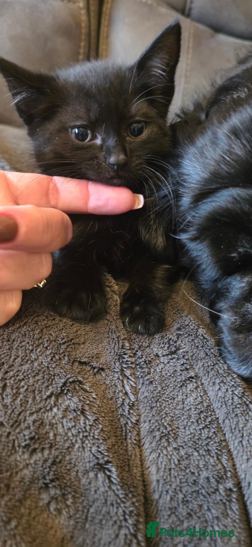 Mixed Breed cats Last girl available maincoon x British short hair  - Advert 2