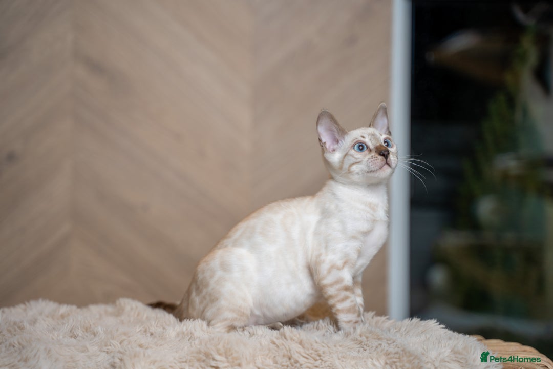 Bengal cats for sale: FRANCO- Snow Bengal Boy- Excellent traits-TICA reg - Advert 27