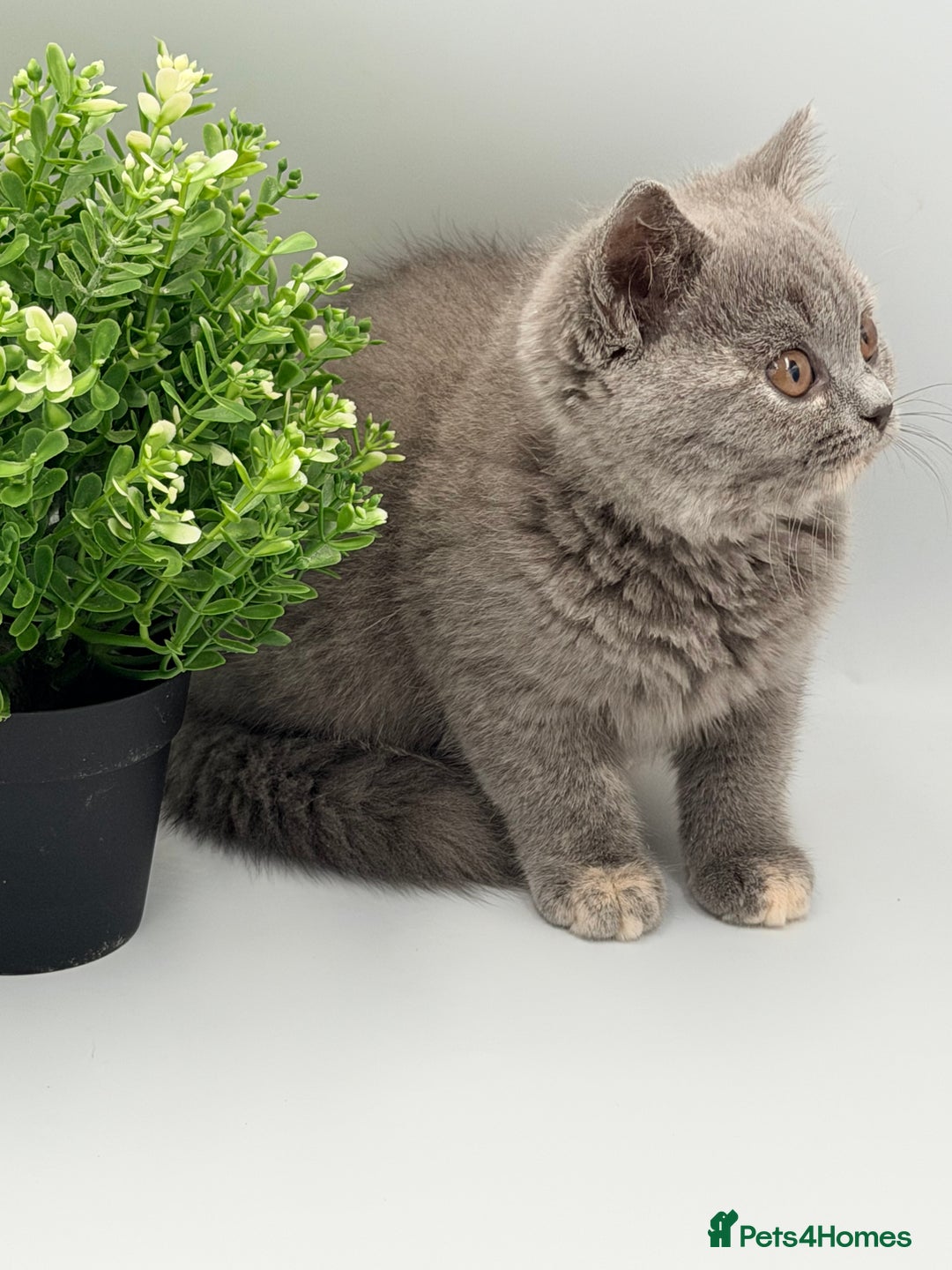 British Shorthair cats for sale: PEDIGREE REGISTERED CHUNKY BRITISH SHORTHAIRS  - Advert 4