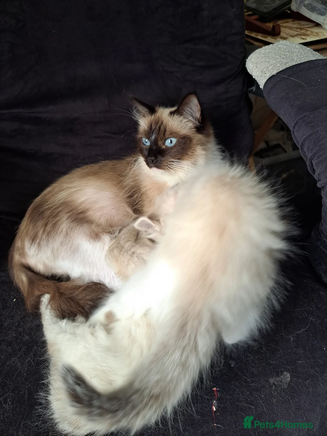 Mixed Breed cats for sale: 2 beautiful Ragdoll/Maine coon kittens  - Advert 2