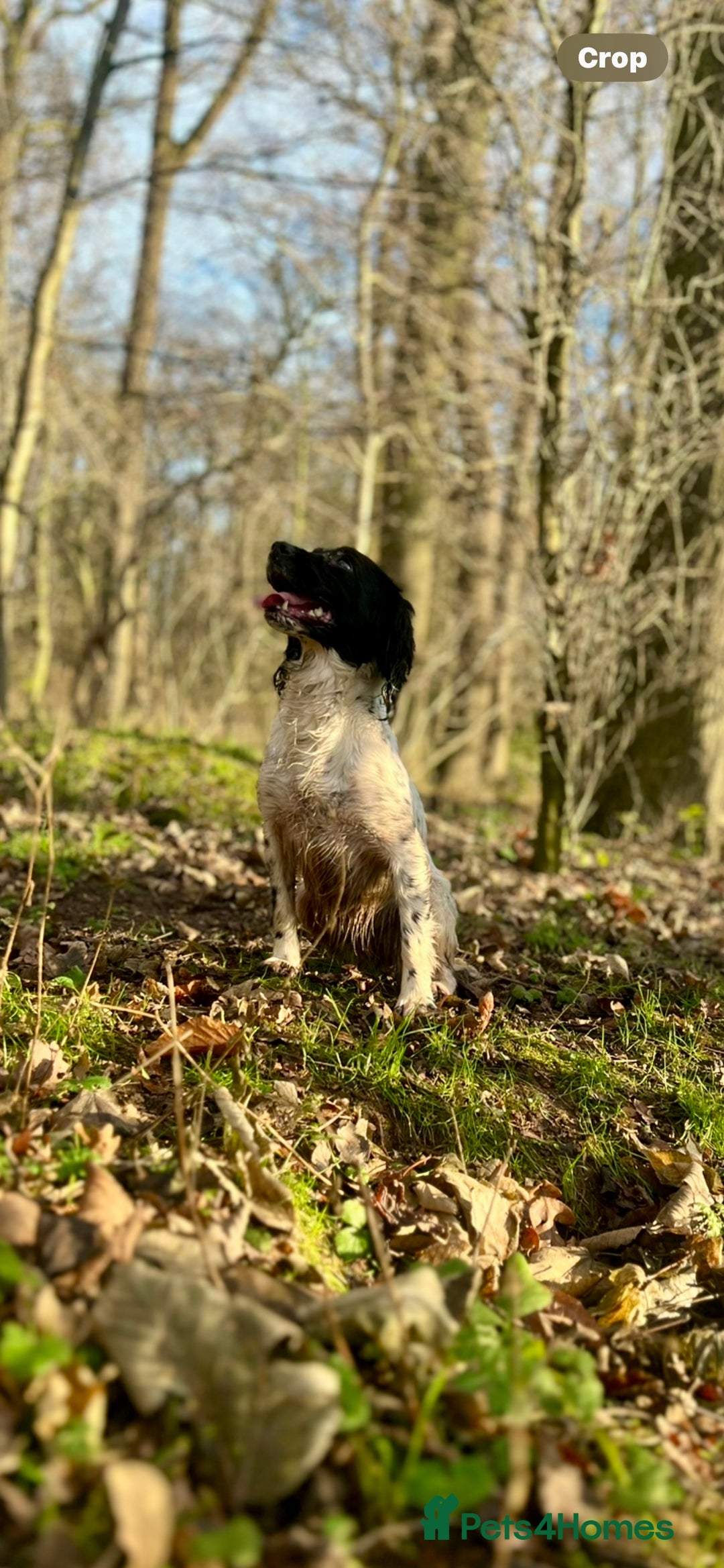 Springador dogs for sale: Adorable springador puppies - Image 11