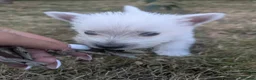 West Highland Terrier dogs for sale: Pedigree Westies - Advert 11